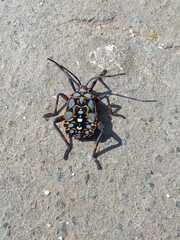 Pachylis argentinus