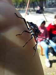 Pachylis argentinus