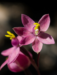 Thelymitra × macmillanii