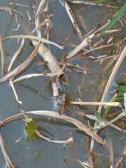 Pseudopaludicola falcipes