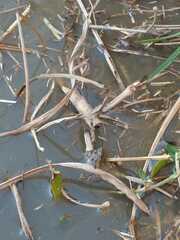 Pseudopaludicola falcipes