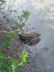 Leptodactylus luctator