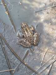 Leptodactylus luctator