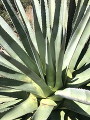 Agave