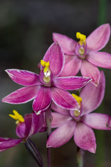 Thelymitra × macmillanii