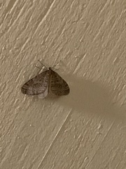 Operophtera bruceata