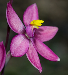 Thelymitra × macmillanii