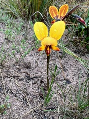 Diuris corymbosa