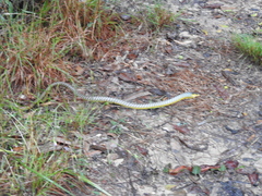 Dendrelaphis punctulatus
