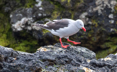 Leucophaeus scoresbii