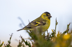 Spinus barbatus