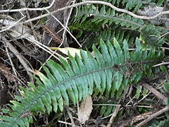 Blechnum chambersii