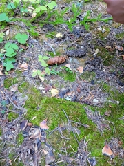 Truncocolumella citrina