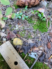 Truncocolumella citrina