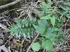 Asplenium oblongifolium