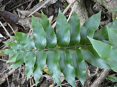Asplenium oblongifolium