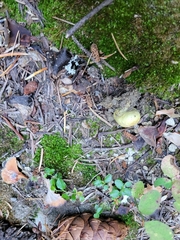 Truncocolumella citrina