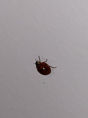 Harmonia axyridis