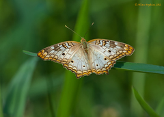 Anartia jatrophae