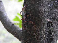 Pterophylla beltrani