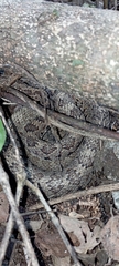 Crotalus stejnegeri