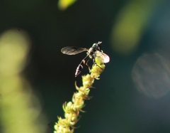 Dioprosopa clavata
