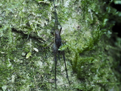 Macropathinae