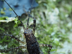 Macropathinae