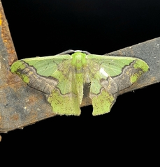 Phrudocentra janeira