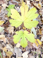 Hydrastis canadensis