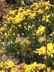 Ericameria laricifolia