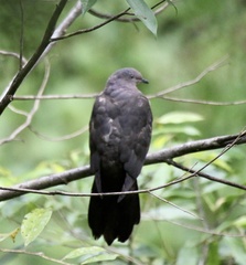 Patagioenas plumbea