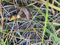 Chroogomphus vinicolor