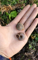 Traumatophora fraterminor