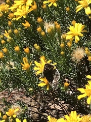 Ericameria laricifolia