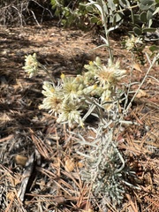 Pseudognaphalium beneolens