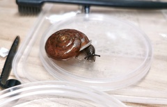 Traumatophora fraterminor