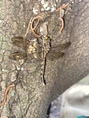 Adversaeschna brevistyla