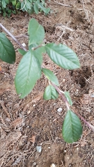 Cotoneaster glaucophyllus
