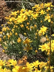 Ericameria laricifolia