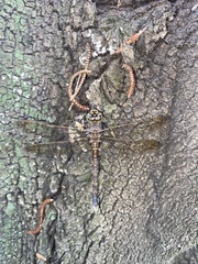 Adversaeschna brevistyla