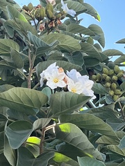 Cordia boissieri