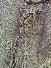 Adversaeschna brevistyla