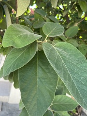 Cordia boissieri