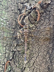 Adversaeschna brevistyla