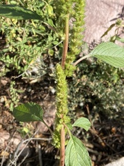 Amaranthus retroflexus