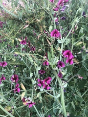 Lathyrus odoratus