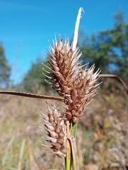 Carex lupulina