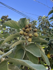 Cordia boissieri