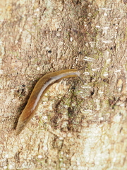 Athoracophorus